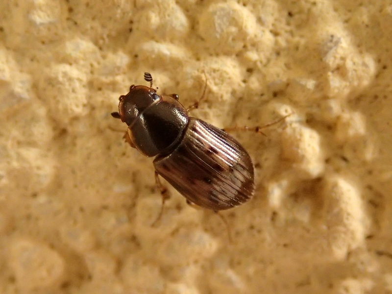 Coleottero da Id. - Aphodius sp.